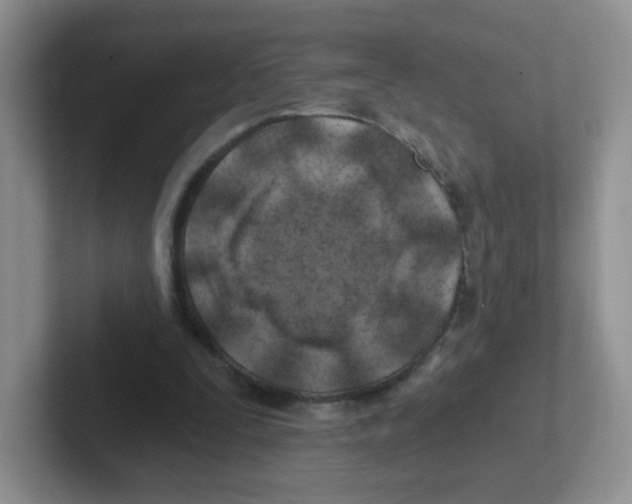 X0000101650295200808071120