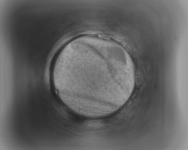 X0000101650296200808071120
