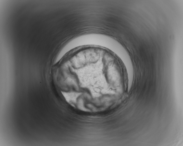 X0000101650360200808071119