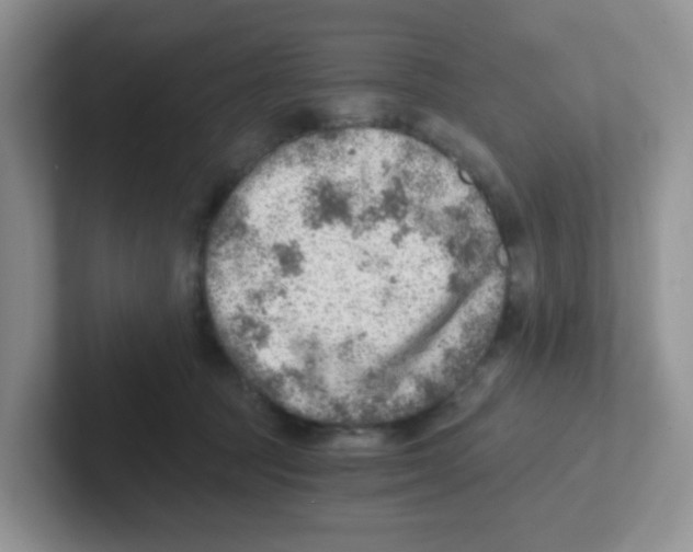 X0000101650369200808071120