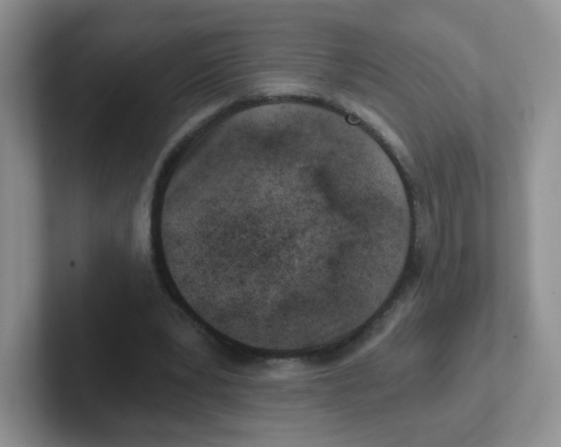 X0000101650391200808071119