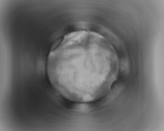 X0000101650409200808071119