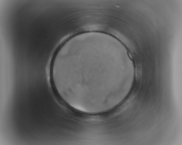 X0000101650438200808071118