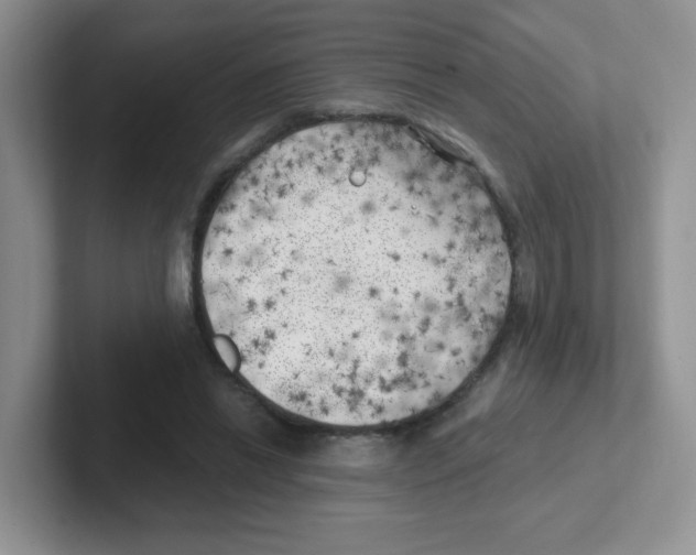 X0000101650446200808071118