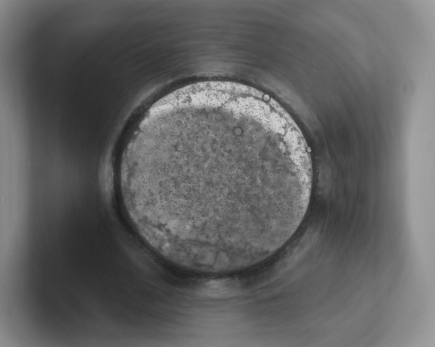 X0000101650584200808071116
