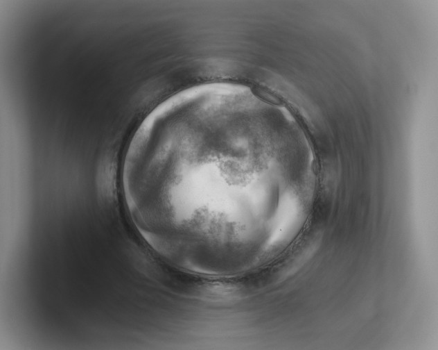 X0000101650585200808071116
