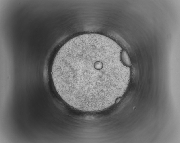X0000101650684200808071115