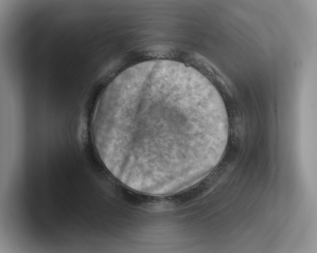 X0000101650696200808071115