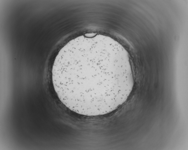 X0000101650776200808071114