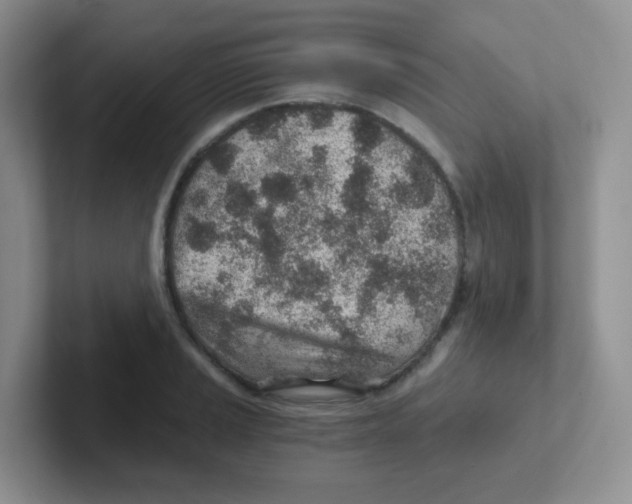 X0000101651037200808071110