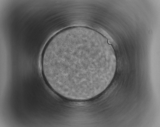 X0000101651084200808071110