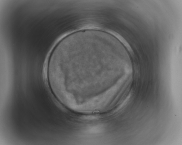 X0000101651246200808071108