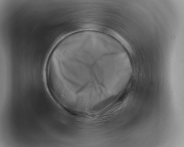 X0000101651291200808071107