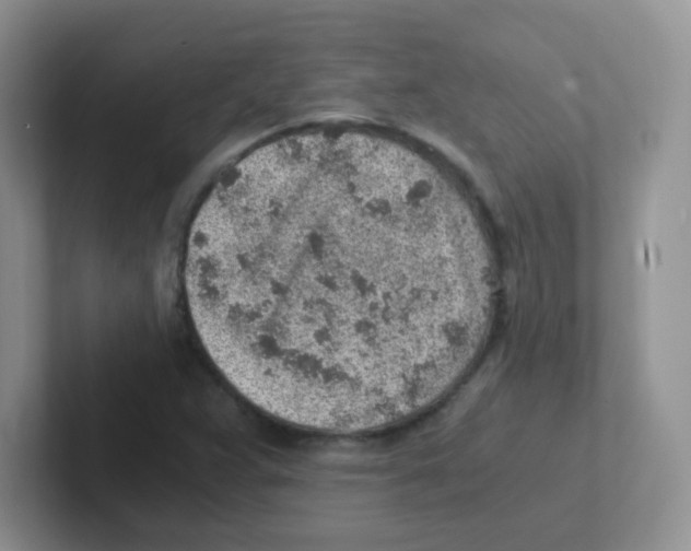 X0000101651359200808071106