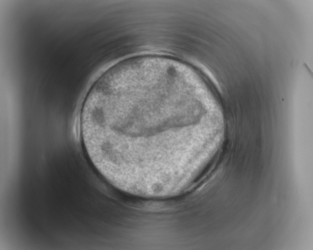 X0000101651371200808071105