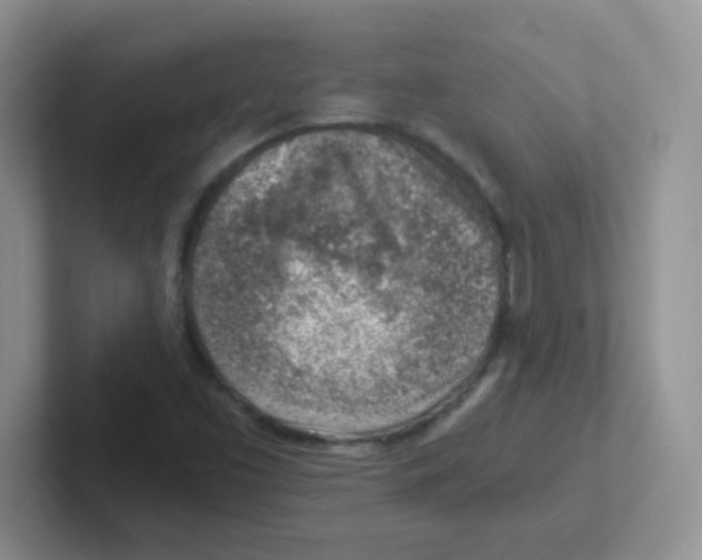 X0000101651453200808071104