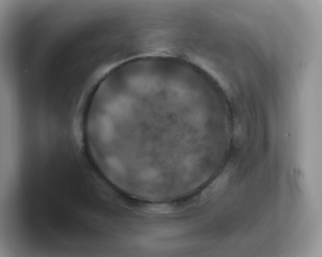 X0000101651455200808071104