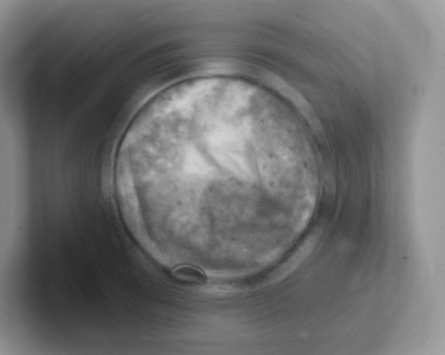 X0000101651473200808071104