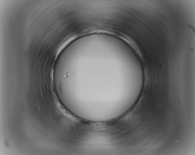 X0000101661198200807101017