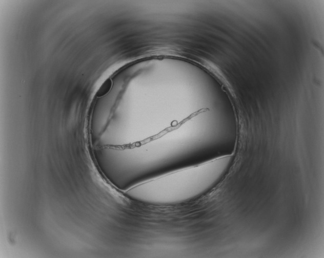 X0000101661339200807101016
