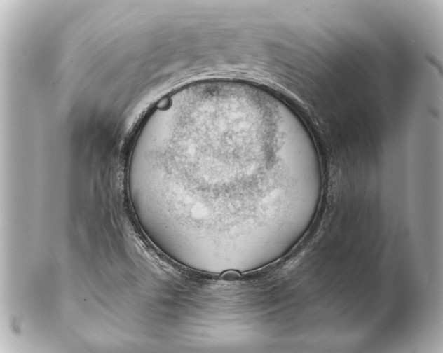 X0000101661506200807311424