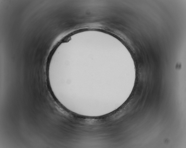 X0000101661176200808071014