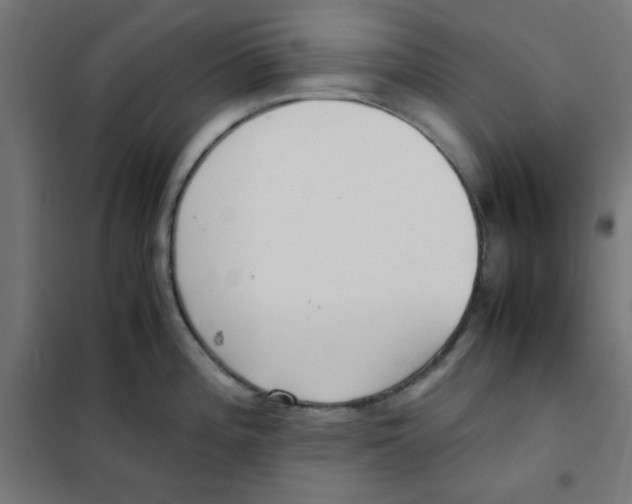 X0000101661196200808071013