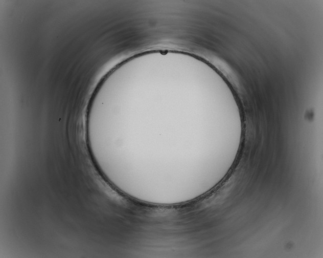 X0000101661238200808071013