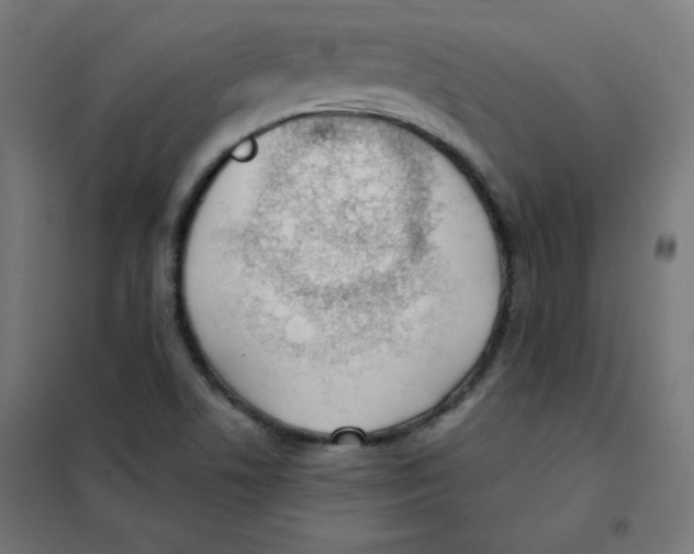 X0000101661506200808071009