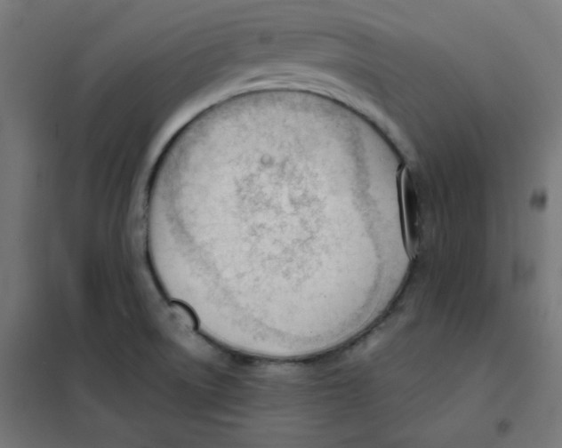 X0000101661522200808071009