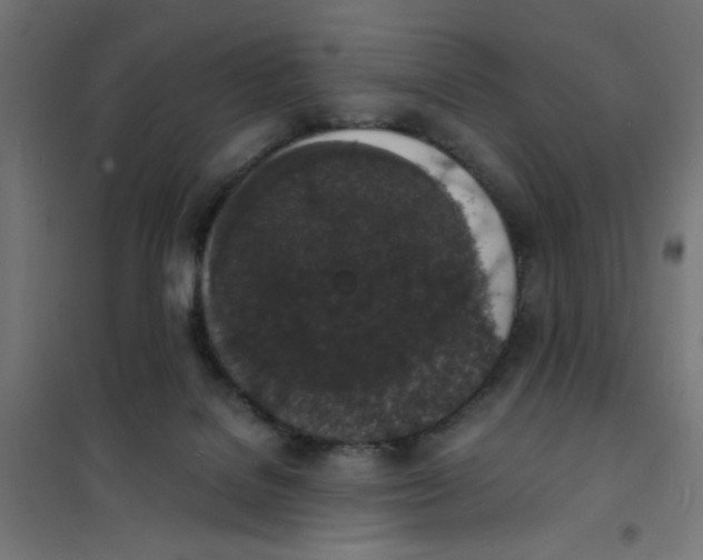 X0000101670076200808071055