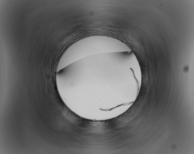 X0000101670233200808071052