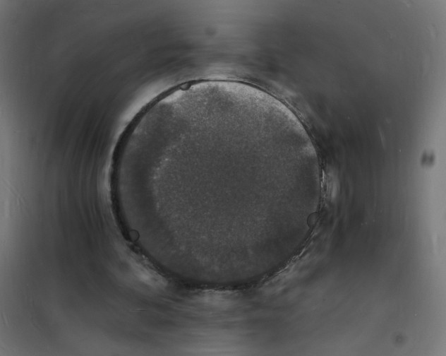X0000101670292200808071051