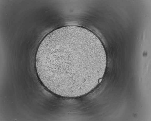 X0000101670385200808071050