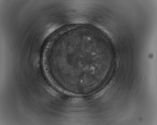 X0000101671306200808071035