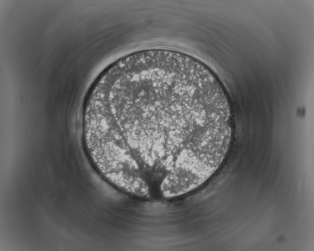 X0000101671515200808071032