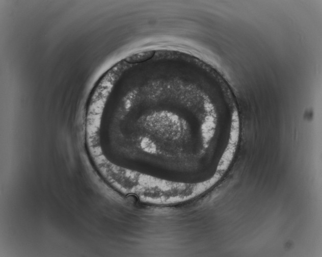 X0000101671522200808071032