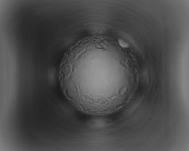 X0000101680228200807101428