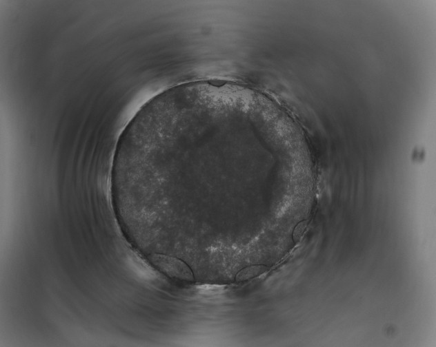 X0000101680052200807241355