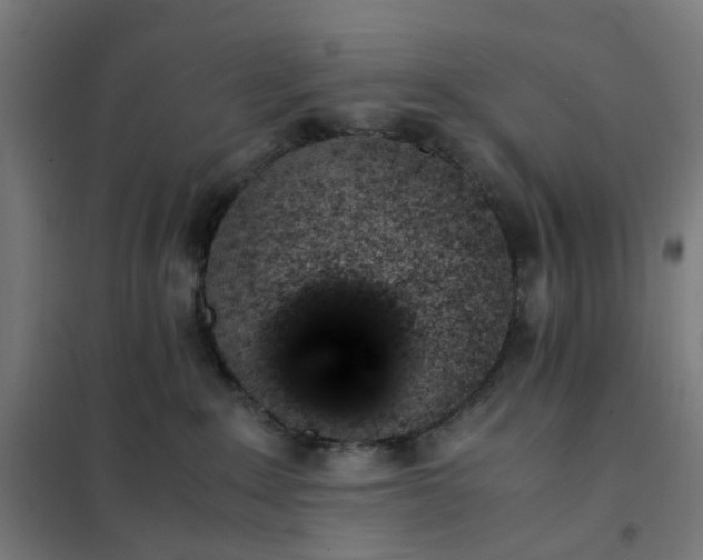 X0000101680235200807241353