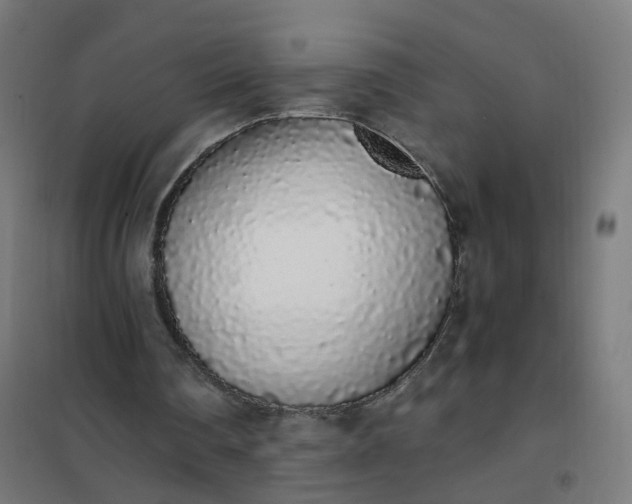 X0000101680290200807241352