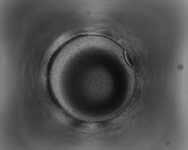 X0000101680295200807241352