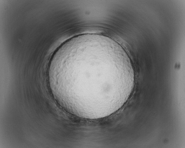 X0000101680337200807241351