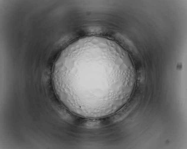 X0000101680369200807241351