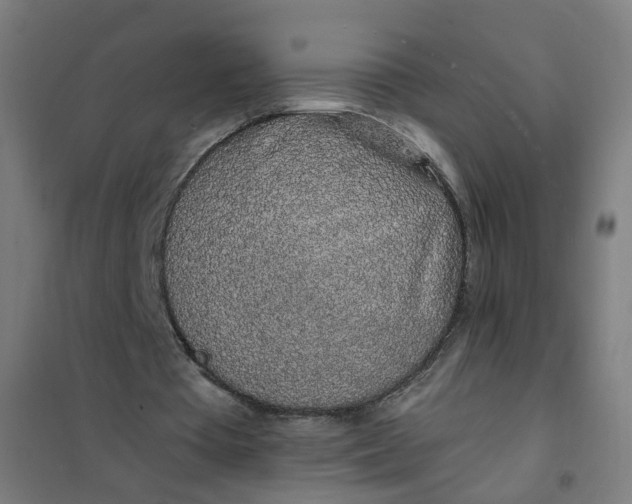 X0000101680385200807241351