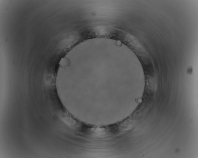 X0000101680419200807241350