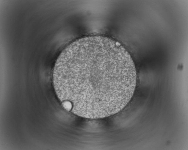 X0000101680423200807241350