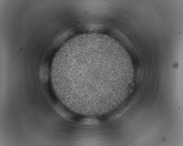 X0000101680644200807241346