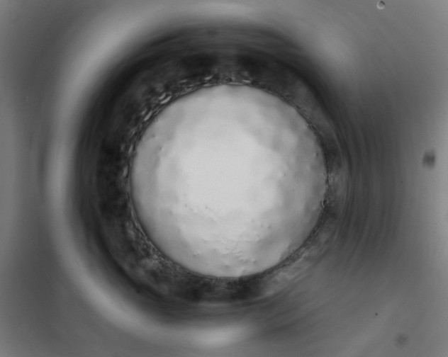 X0000101680765200807241345