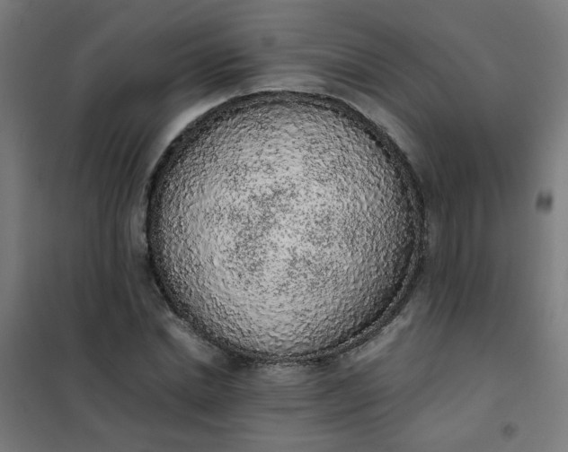 X0000101680830200807241343